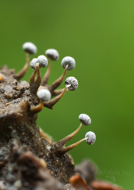 vápnikovec Physarum sp.