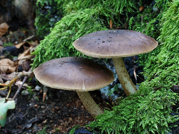 štítovka jelenia Pluteus cervinus (Schaeff.) P. Kumm.