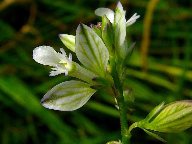 horčinka obyčajná ostrokrídla Polygala vulgaris subsp. oxyptera (Rchb.) Schübl. et G. Martens