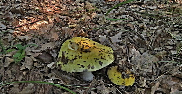 plávka chrómovožltá Russula claroflava Grove