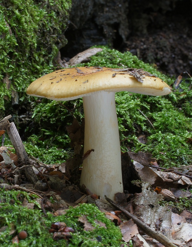 plávka hlinovožltá Russula ochroleuca Fr.