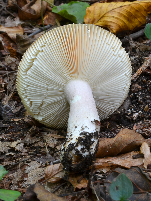 plávka Russula sp.