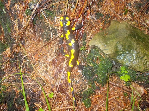 salamandra škvŕnitá Salamandra salamandra