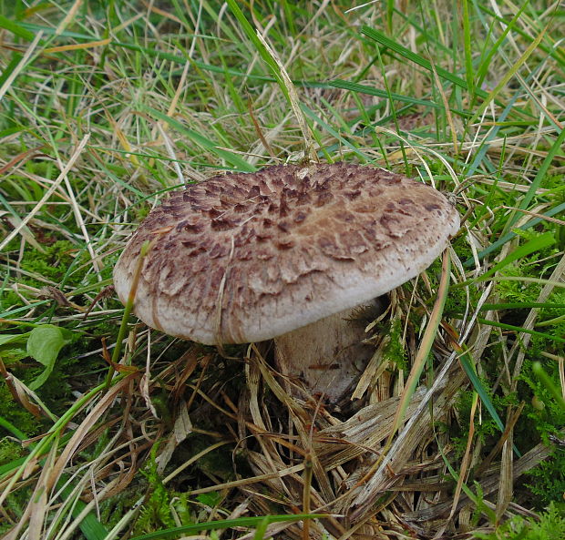 jelenkovec škridlicovitý Sarcodon imbricatus (L.) P. Karst.