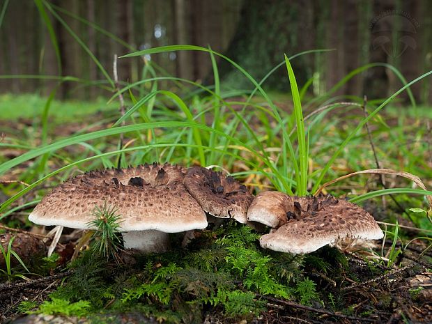 jelenkovec škridlicovitý Sarcodon imbricatus (L.) P. Karst.