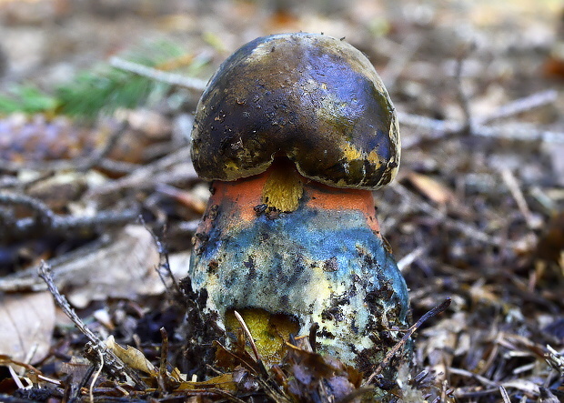 hríb zrnitohlúbikový Sutorius luridiformis (Rostk.) G. Wu & Zhu L. Yang