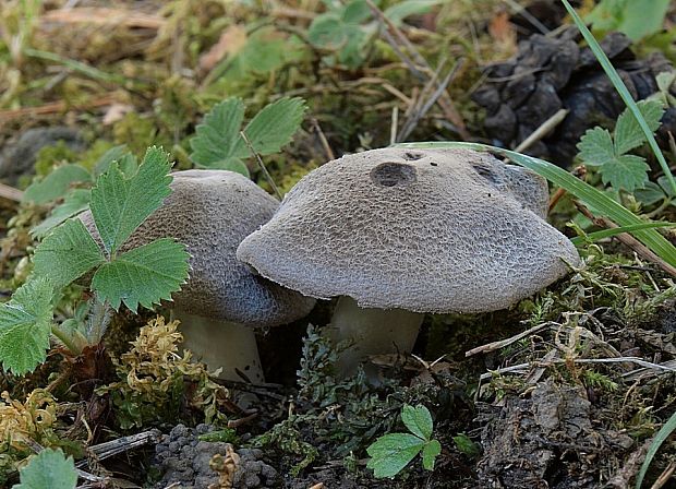 čírovka zemná Tricholoma terreum (Schaeff.) P. Kumm.