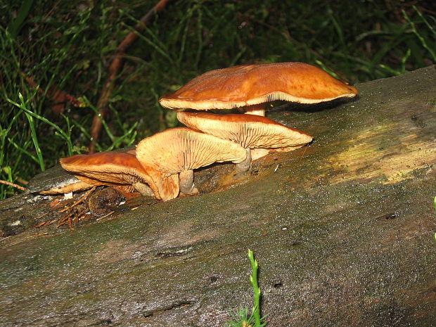 čírovec ozdobný Tricholomopsis decora (Fr.) Singer