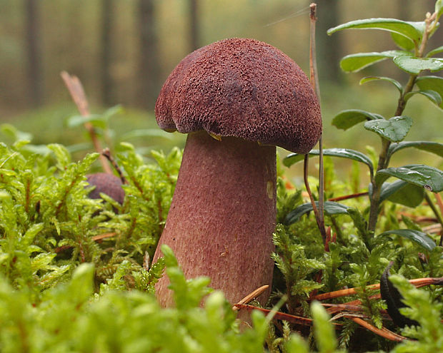 čírovec červenožltý Tricholomopsis rutilans  (Schaeff.) Singer