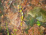 salamandra škvŕnitá
