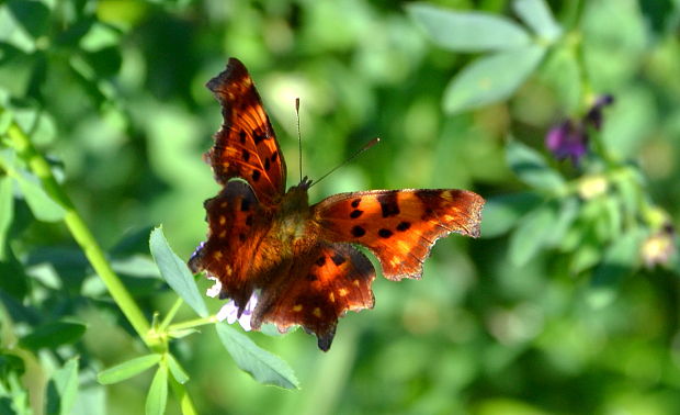 babôčka zubatokrídla  Polygonia c-album