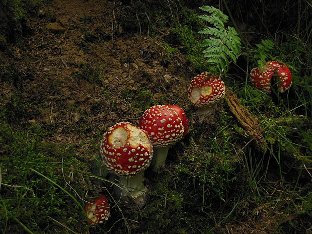 muchotrávka červená Amanita muscaria (L.) Lam.