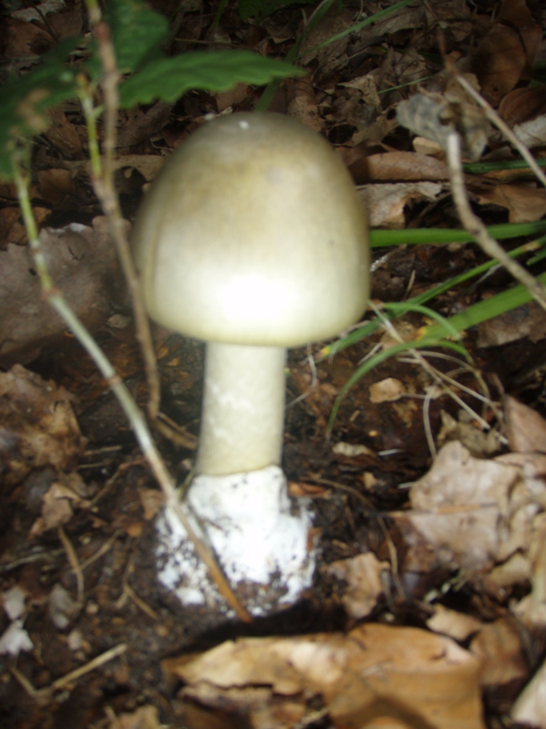 muchotrávka zelená Amanita phalloides (Vaill. ex Fr.) Link