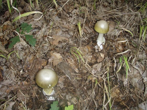 muchotrávka zelená Amanita phalloides (Vaill. ex Fr.) Link