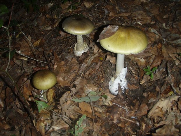 muchotrávka zelená Amanita phalloides (Vaill. ex Fr.) Link