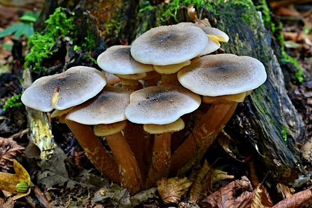 podpňovka obyčajná Armillaria mellea (Vahl) P. Kumm.