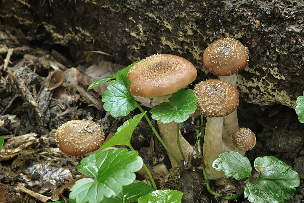 podpňovka obyčajná Armillaria mellea (Vahl) P. Kumm.