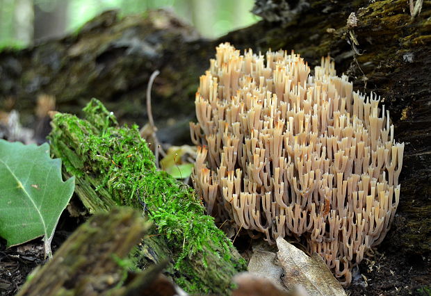 korunovec svietnikovitý Artomyces pyxidatus (Pers.) Jülich