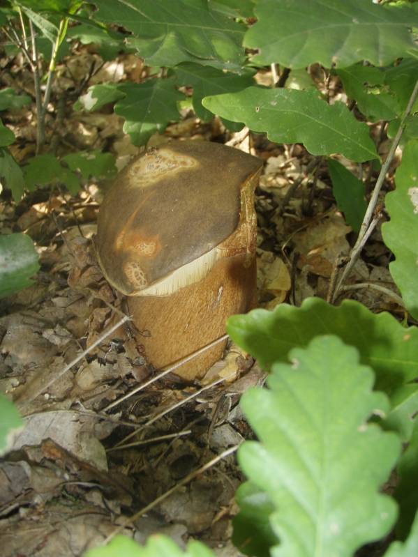 hríb bronzový Boletus aereus Bull. ex Fr.