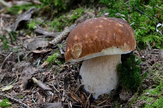 hríb smrekový Boletus edulis Bull.