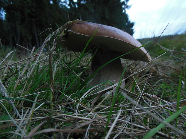 hríb smrekový Boletus edulis Bull.