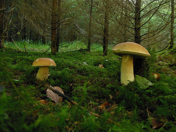 hríb smrekový Boletus edulis Bull.