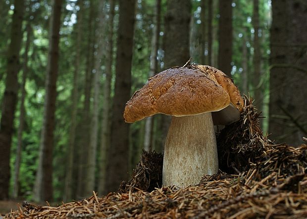 hríb smrekový Boletus edulis Bull.