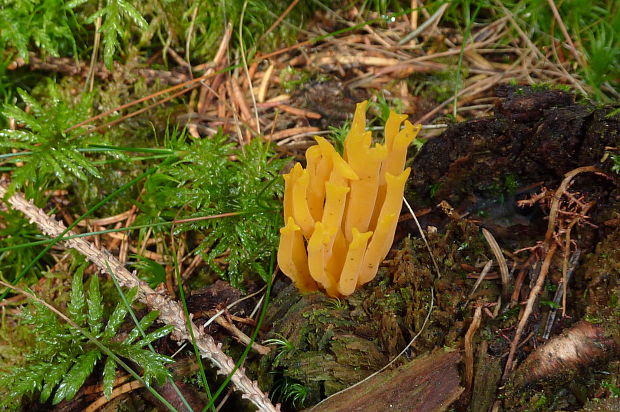 parôžkovec lepkavý Calocera viscosa (Pers.) Fr.