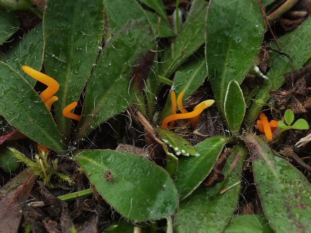 pakonárovka úhľadná Clavulinopsis laeticolor (Berk. & M.A. Curtis) R.H. Petersen