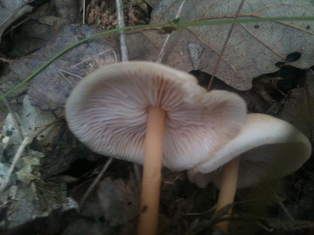 peniazovka Collybia sp.