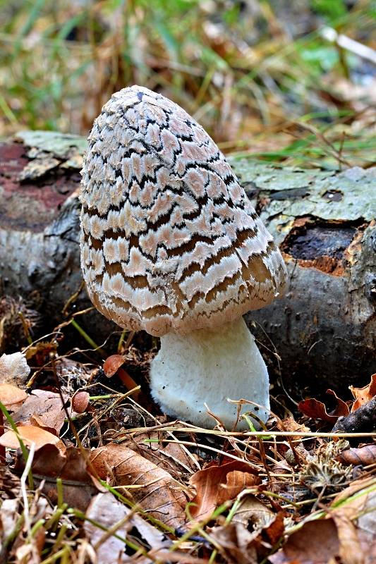 hnojník strakatý Coprinopsis picacea (Bull.) Redhead, Vilgalys & Moncalvo