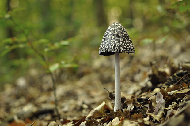 hnojník strakatý Coprinopsis picacea (Bull.) Redhead, Vilgalys & Moncalvo