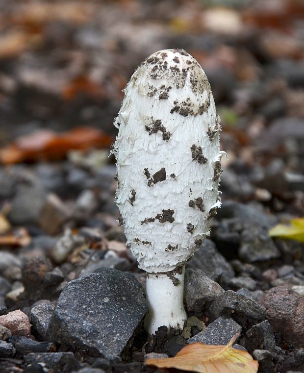 hnojník obyčajný Coprinus comatus (O.F. Müll.) Pers.