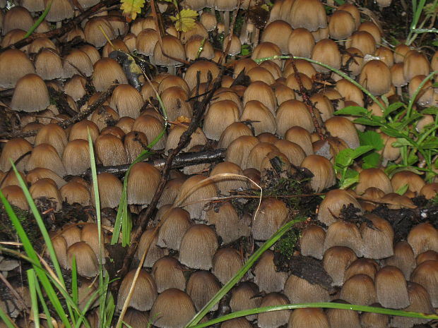 hnojník lesný Coprinus silvaticus Peck