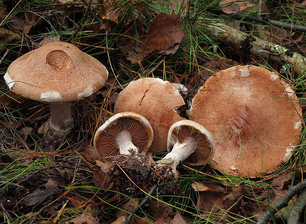 pavučinovec Pearsonov Cortinarius pearsonii P.D. Orton