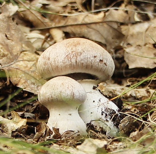 pavučinovec Cortinarius sp.