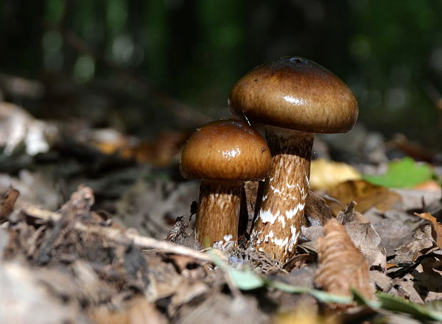 pavučinovec Cortinarius sp.