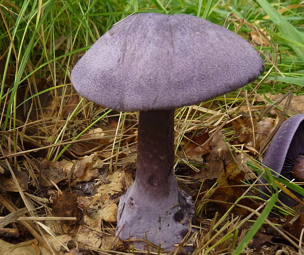 pavučinovec fialový fialový Cortinarius violaceus (L.) Gray