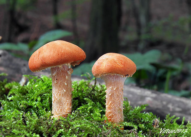 zrnivka rumelková Cystodermella cinnabarina (Alb. & Schwein.) Harmaja