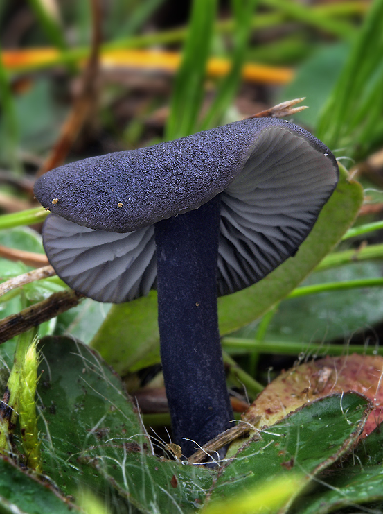 hodvábnica krkavčia Entoloma corvinum (Kühner) Noordel.