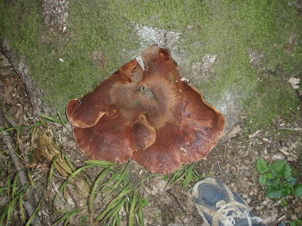 pečeňovec dubový Fistulina hepatica (Schaeff.) With.