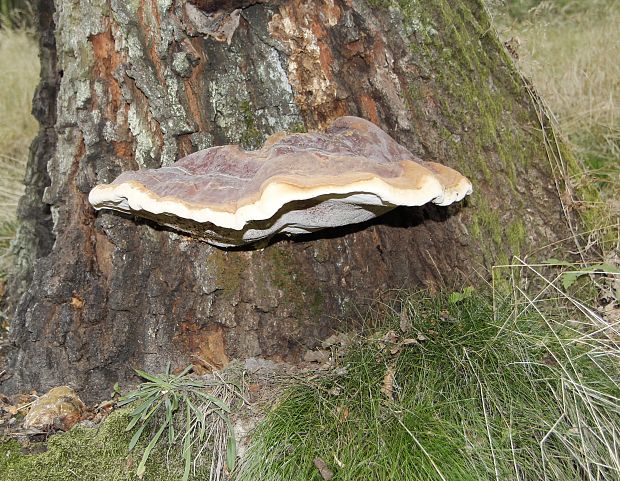 lesklokôrovka plochá Ganoderma applanatum (Pers.) Pat.