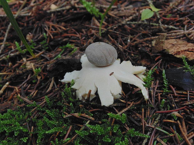 hviezdovka štvorcípová Geastrum quadrifidum DC. ex Pers.