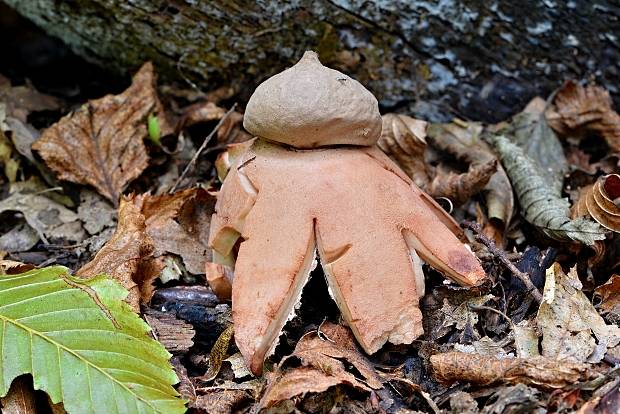 hviezdovka červenkastá Geastrum rufescens Pers.