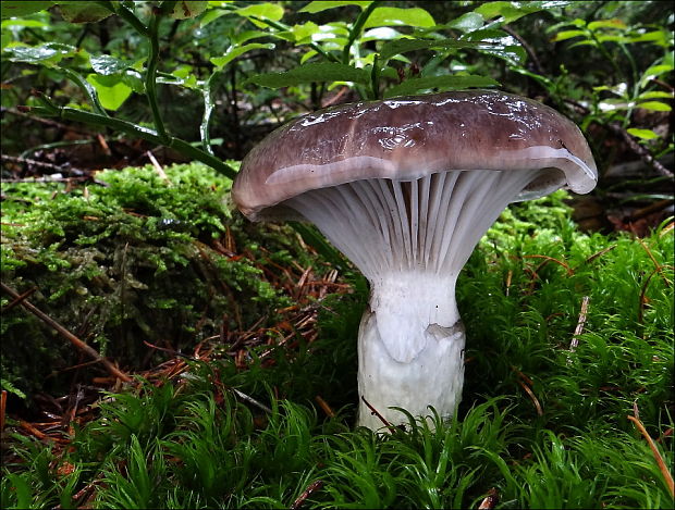 sliziak mazľavý Gomphidius glutinosus (Schaeff.) Fr.