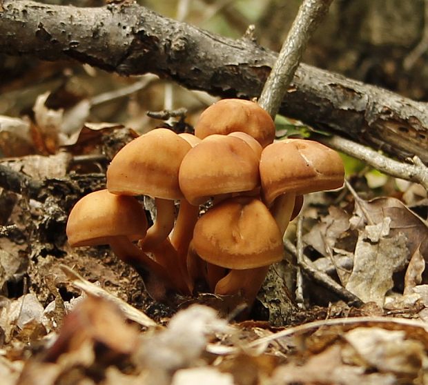 peniazovka hnedá Gymnopus ocior (Pers.) Antonín & Noordel.