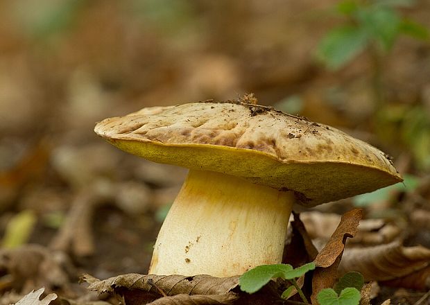 hríb jamkatý Hemileccinum depilatum (Redeuilh) Šutara