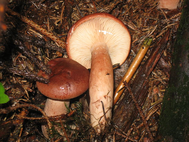 rýdzik pomarančový Lactarius aurantiacus (Pers.) Gray