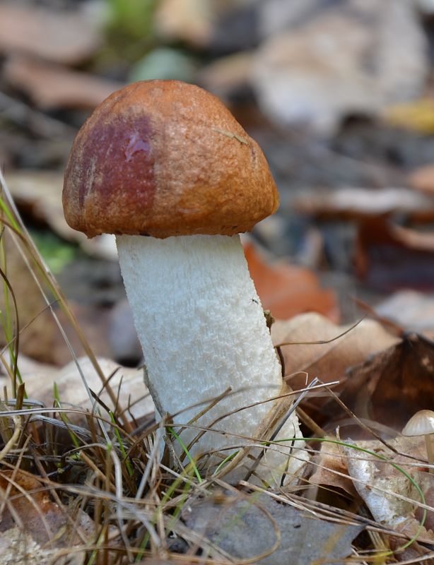 kozák osikový Leccinum albostipitatum den Bakker & Noordel.