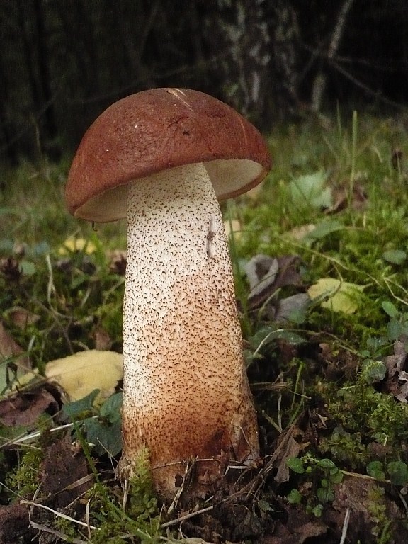 kozák dubový Leccinum aurantiacum (Bull.) Gray